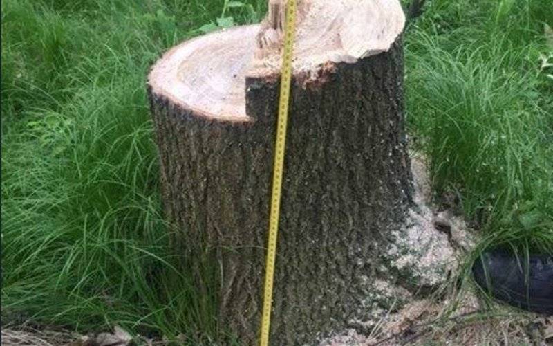 Ktoś podciął pnie. Drzewa przewróciły się na wietrze