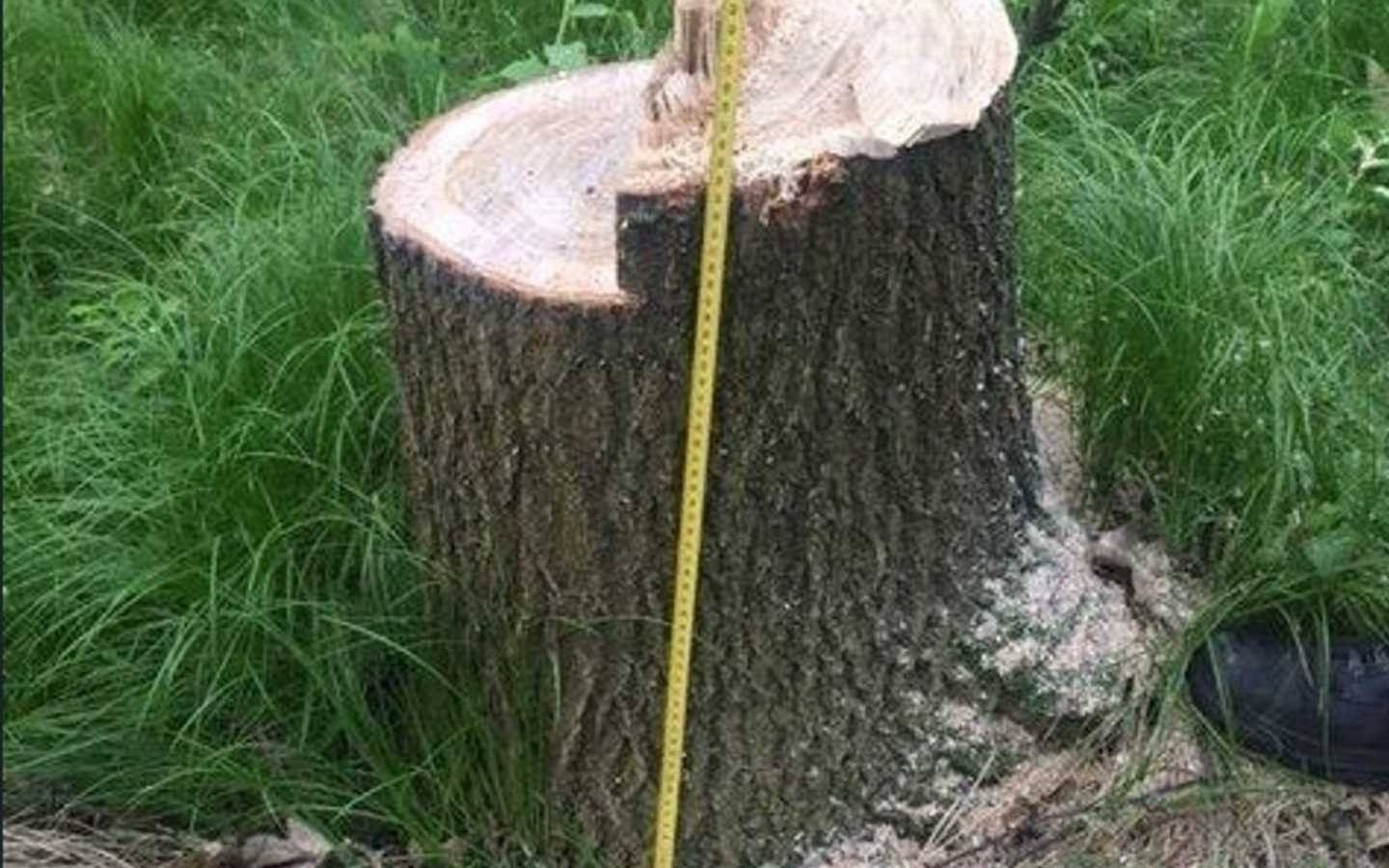 Ktoś podciął pnie. Drzewa przewróciły się na wietrze