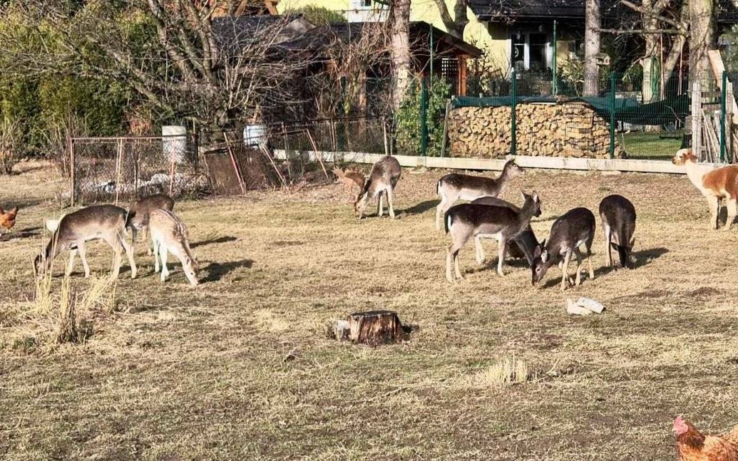 Żywa szopka powstała w Zaborzu – FILM, FOTO