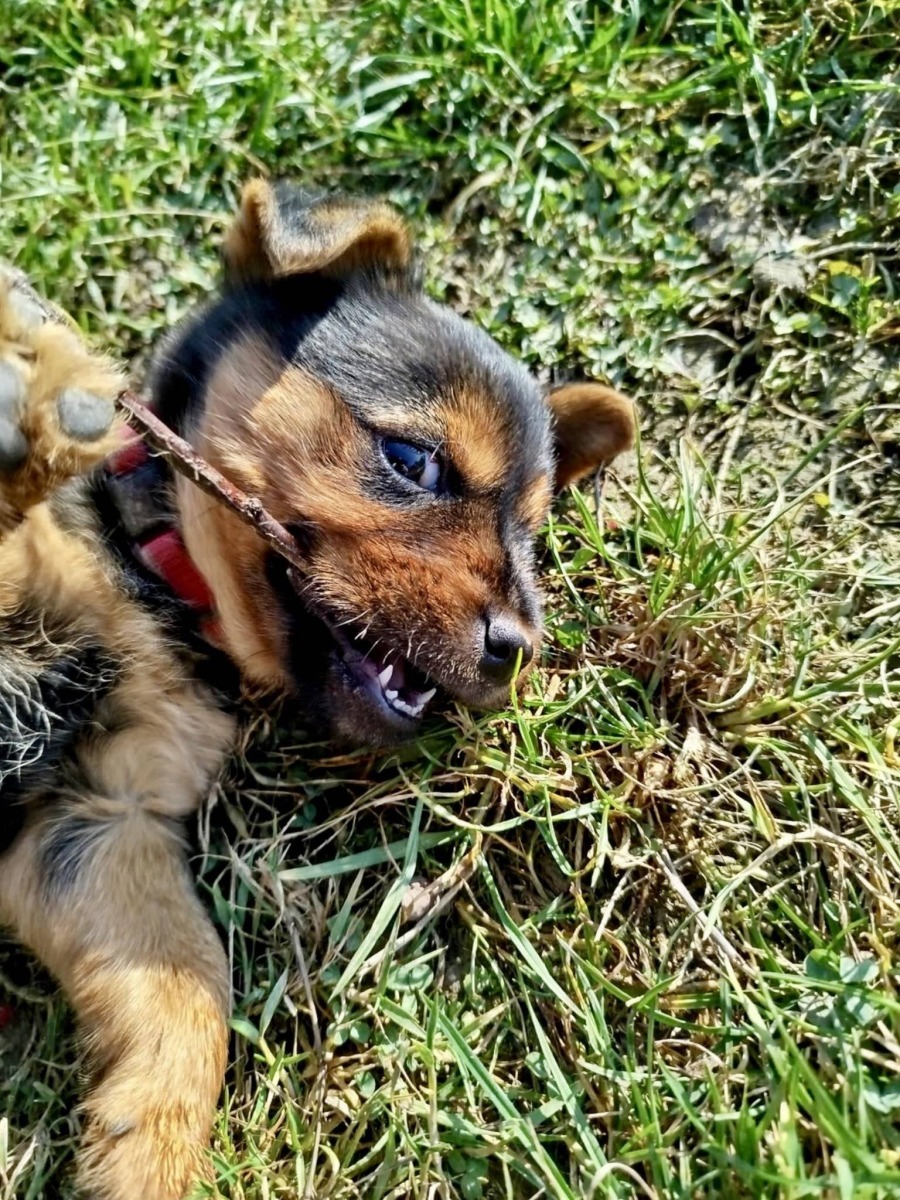 W Babicach zaginął piesek – AKTUALIZACJA