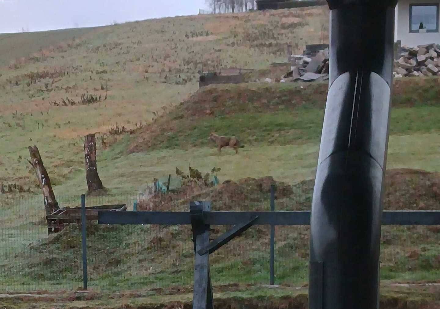 Wilk w Zaborzu. Co robić, gdy spotkasz dzikiego drapieżnika?