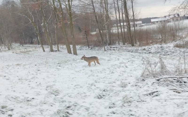 Mieszkańcy poważnie zaniepokojeni obecnością wilka