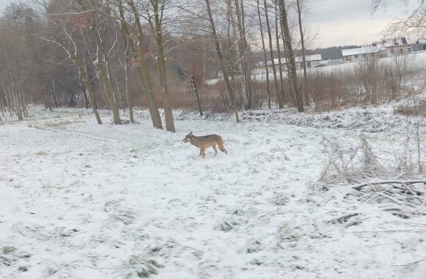 Mieszkańcy poważnie zaniepokojeni obecnością wilka