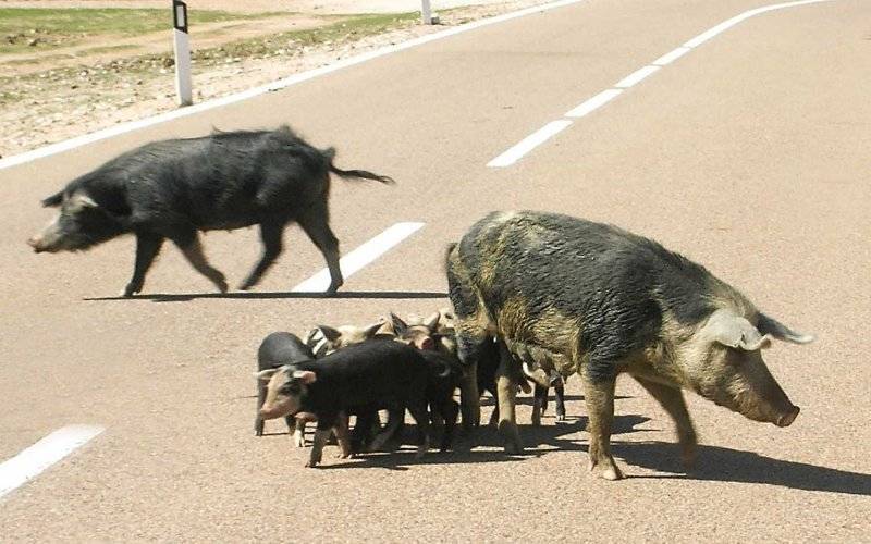 Motorowerzysta zderzył się z dzikami. Trafi przed oblicze sądu
