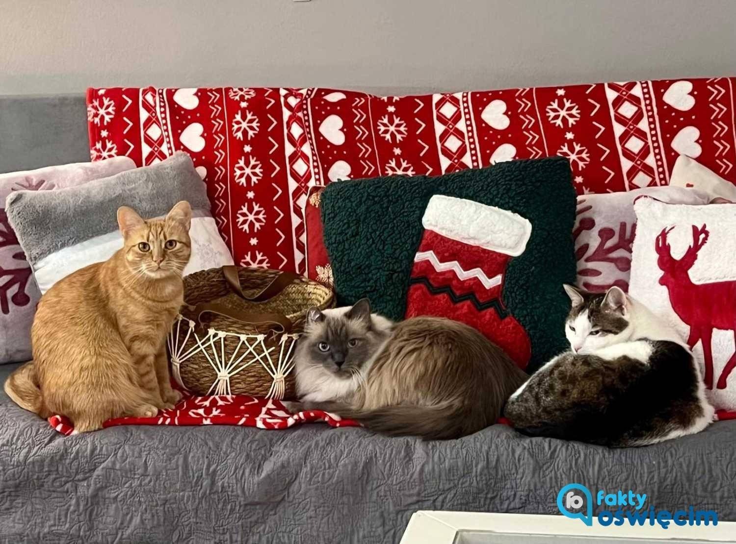 Dzień Kota po raz 20. w Polsce i 10. w Faktach Oświęcim – FOTO