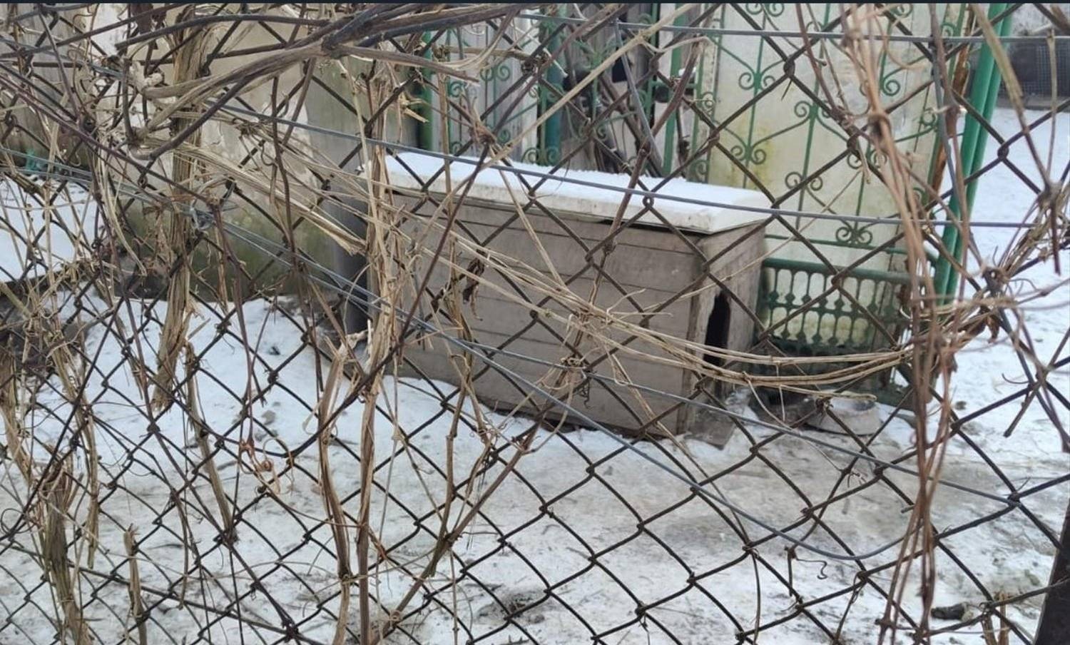 Pies na mrozie w nieocieplonej budzie. Interwencja w Osieku