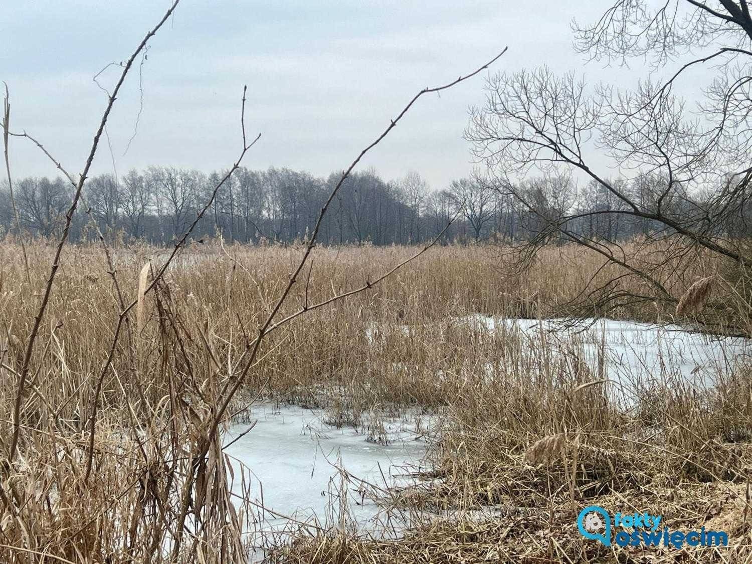 Prezydent Oświęcimia za ochroną Stawów Adolfińskich