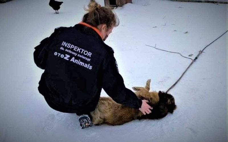 Dzielnicowi i Animalsi kontrolowali warunki życia zwierząt domowych