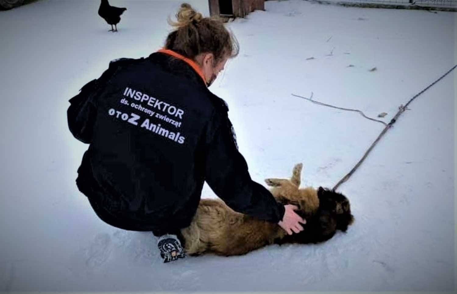 Dzielnicowi i Animalsi kontrolowali warunki życia zwierząt domowych