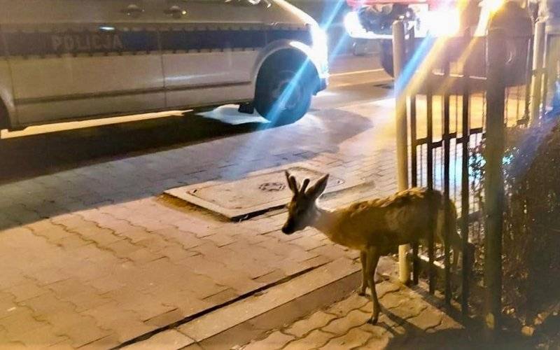 Koziołek w potrzasku. Kierowca zareagował, służby pomogły