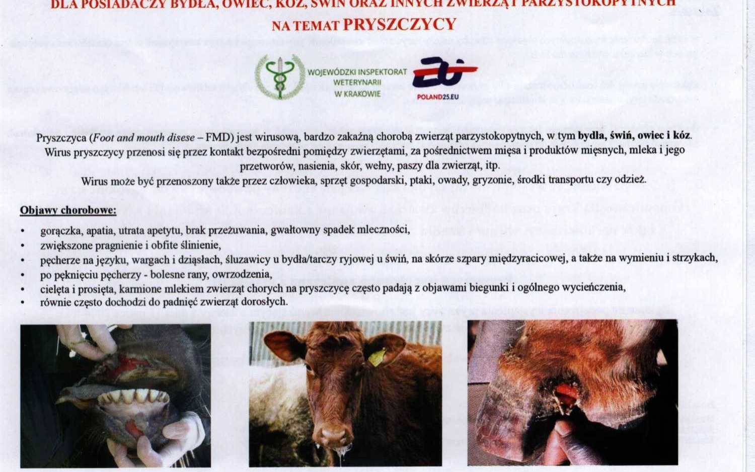 Pryszczyca. Panikować nie należy, ale uważać trzeba