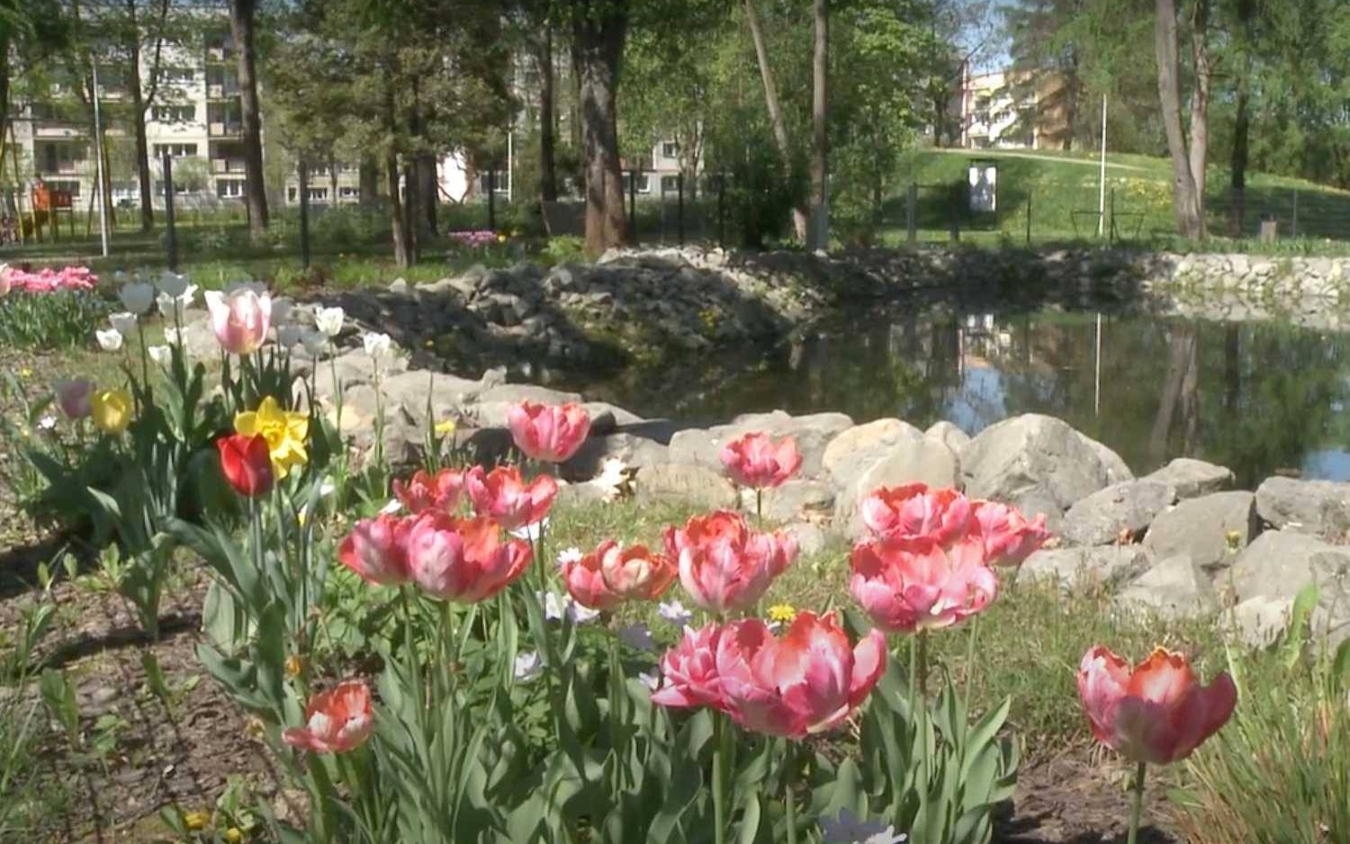 Oświęcimskie Wieści z ratusza – FILM