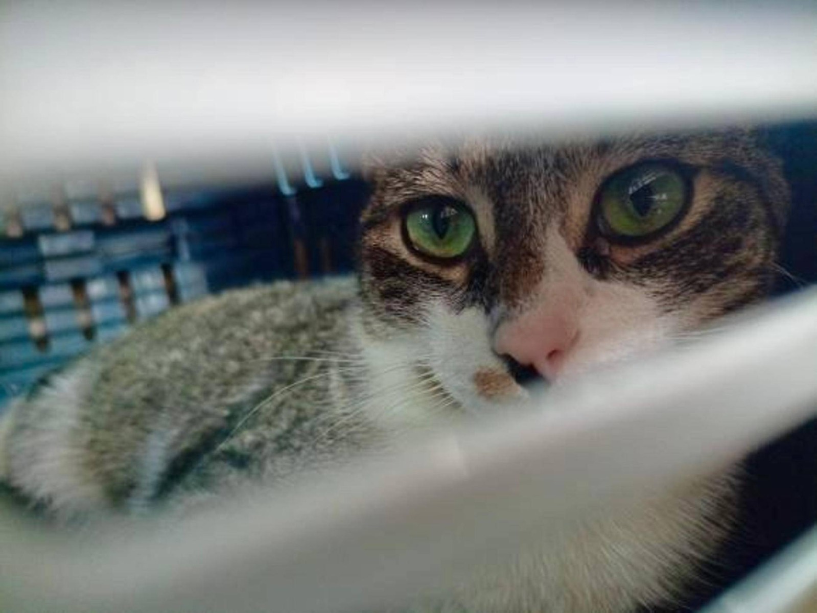 Kot Bob jest już bezpieczny – AKTUALIZACJA