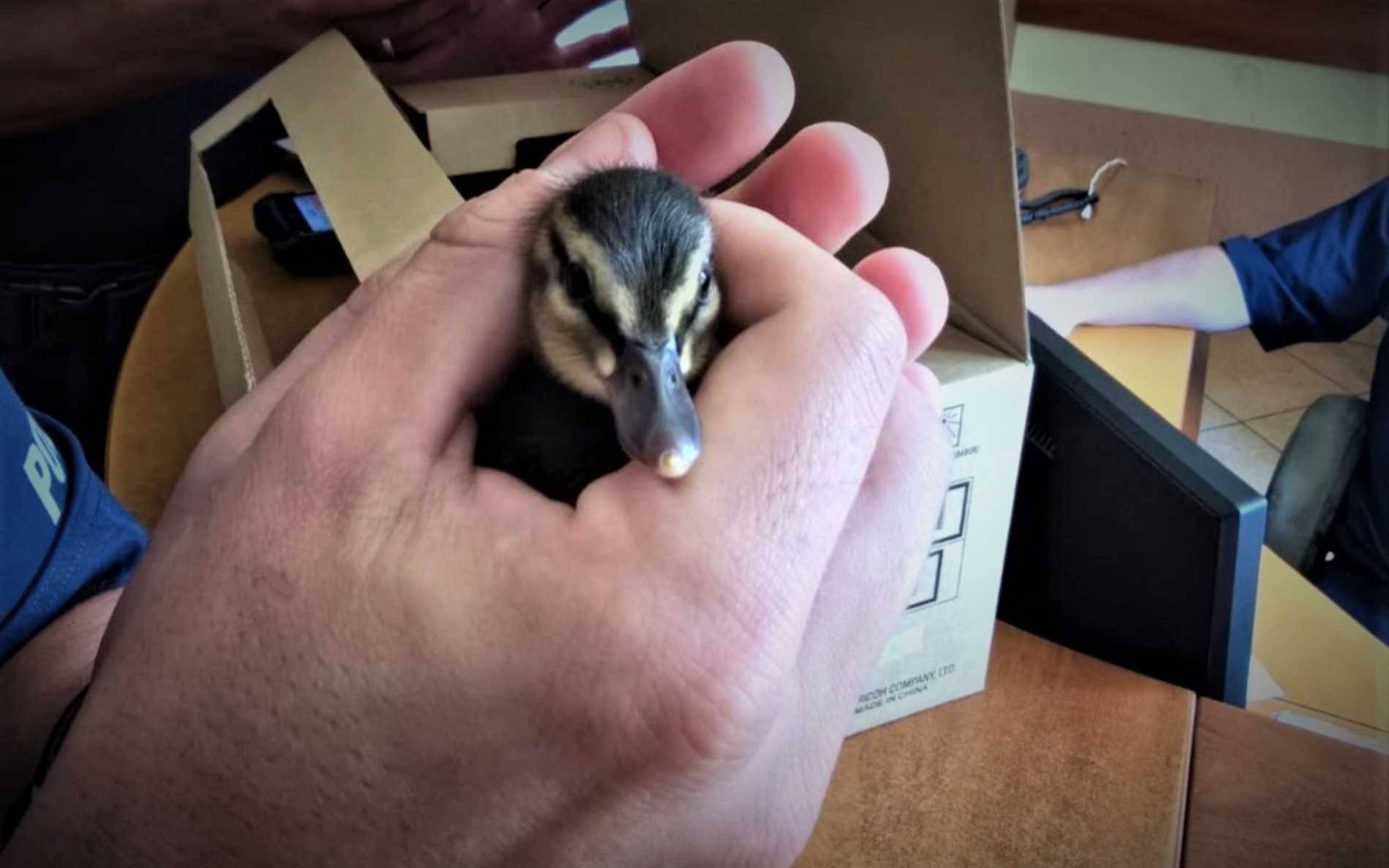 Dzielnicowi zajęli się kaczymi sierotkami