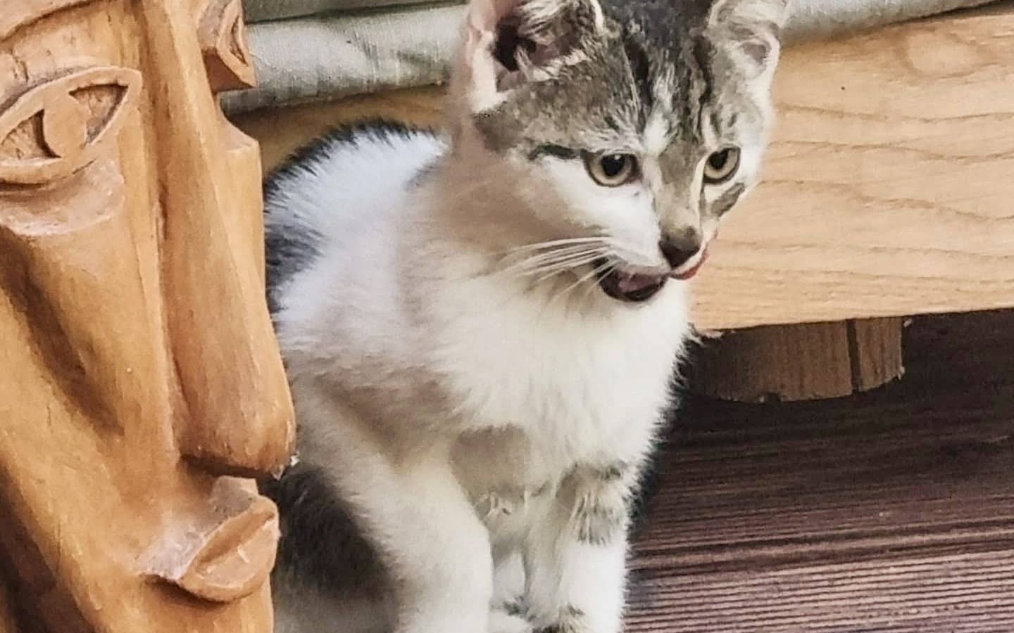 Trzy kocie serduszka szukają domu – FOTO