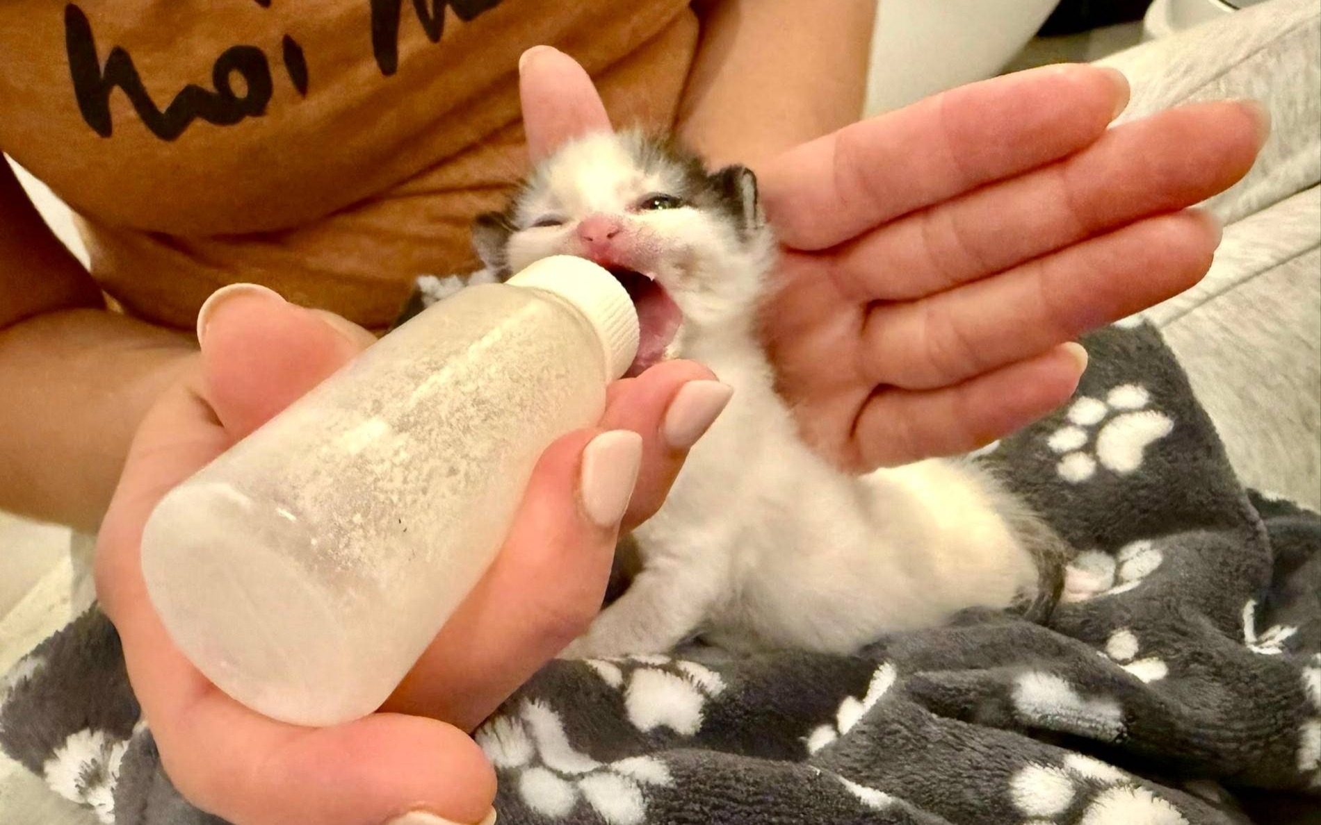 Butelka, nadzieja i troska. Historia kociąt spod cmentarza – FOTO