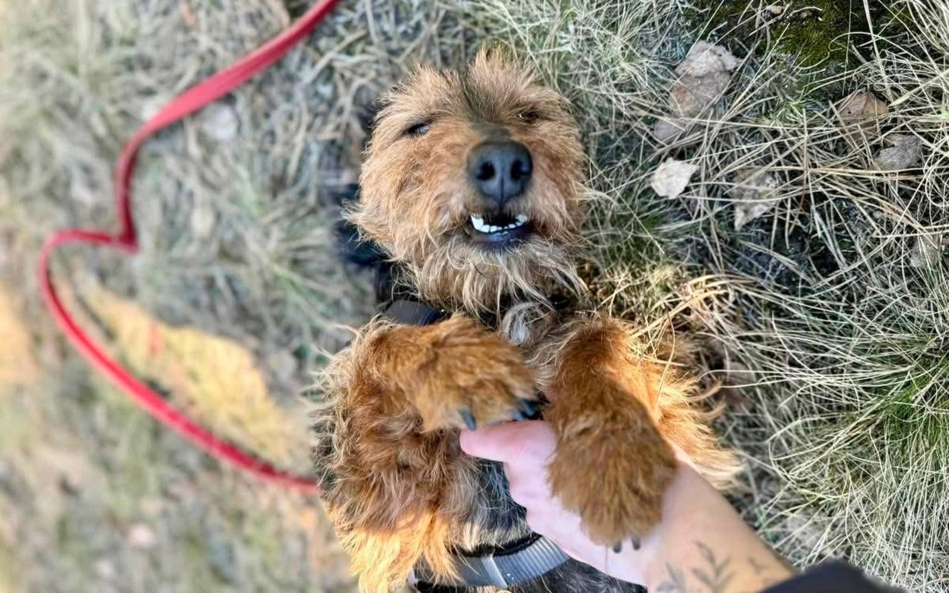 Był katem dla swojego psa. Za barbarzyństwo trafi do więzienia – FOTO