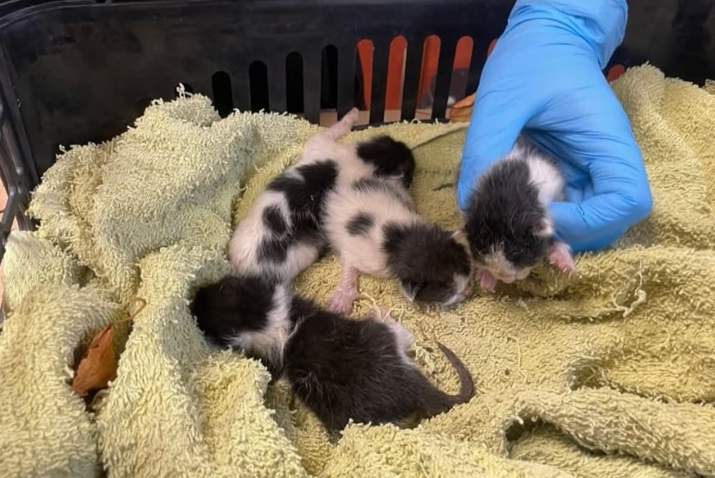 Dwaj 12-latkowie z Osieka uratowali kocięta porzucone w śmietniku