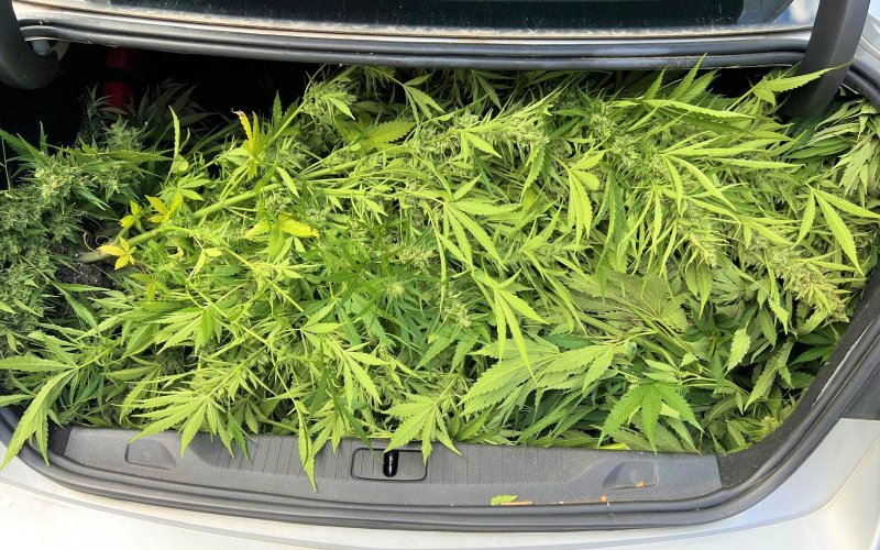Nielegalna plantacja konopi zlikwidowana w Oświęcimiu. Policja zabezpieczyła 14 krzaków i 6,5 kg suszu