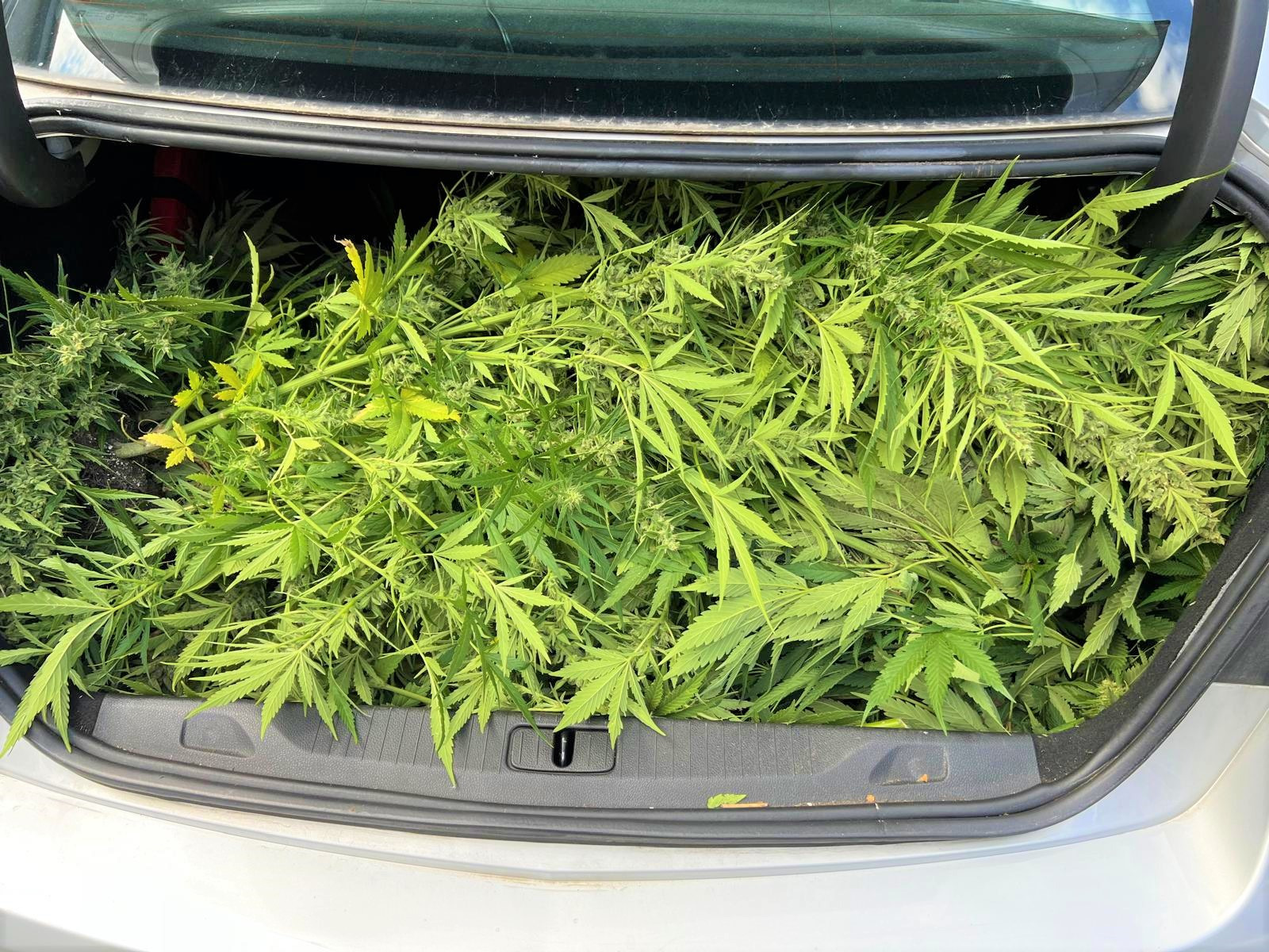 Nielegalna plantacja konopi zlikwidowana w Oświęcimiu. Policja zabezpieczyła 14 krzaków i 6,5 kg suszu