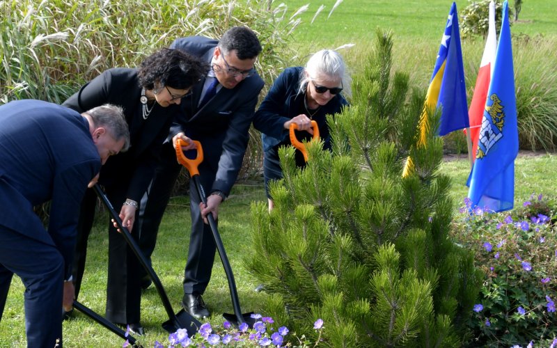 Sarajewo w sercu Oświęcimia – wyjątkowe drzewo, które przemawia do świata