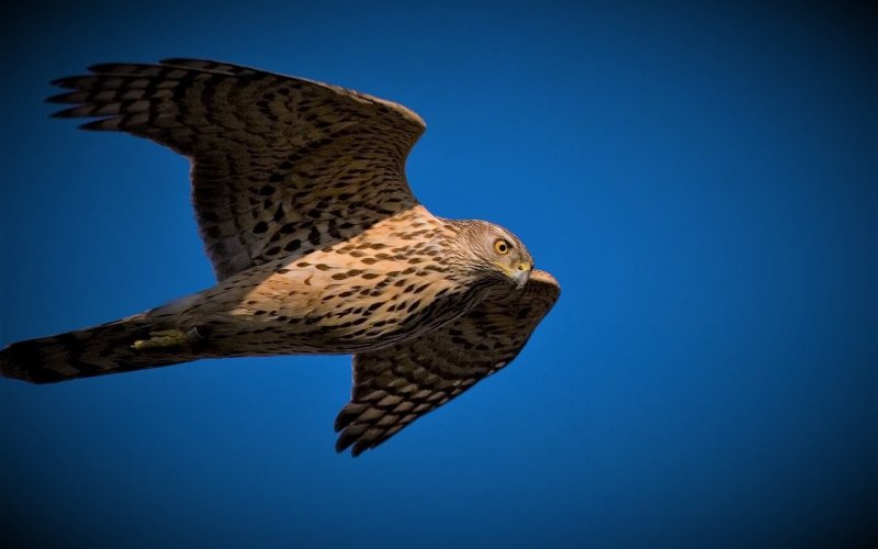 Ranny jastrząb w Kętach uratowany. Małżeństwo zareagowało wzorowo