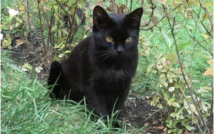 ZABORZE. Zaginęła czarna kotka ''Mamba''
