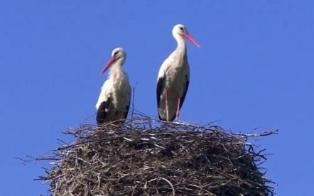 VIDEO-POWIAT. Bocianie gniazdo w Harmężach