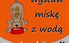 POWIAT. Upał zabija. Pomóż zwierzakom przetrwać lato