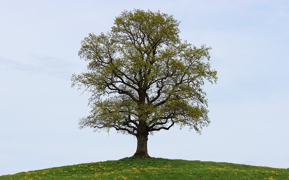 OŚWIĘCIM. Chcesz wyciąć drzewo? Nowe przepisy