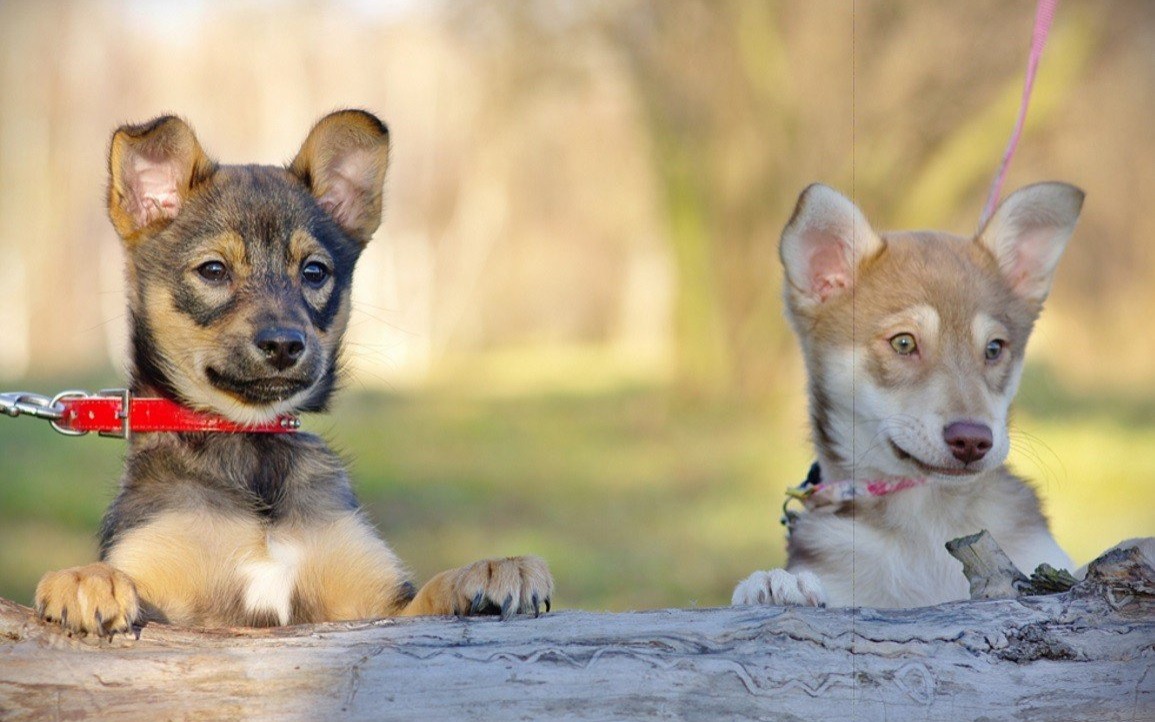 POWIAT. Przekaż 1 proc. podatku na OTOZ Animals Oświęcim