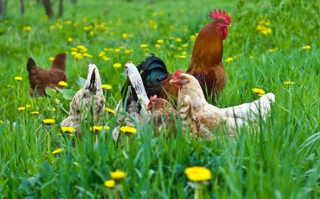 POWIAT. Koniec z zakazem wypuszczania kur