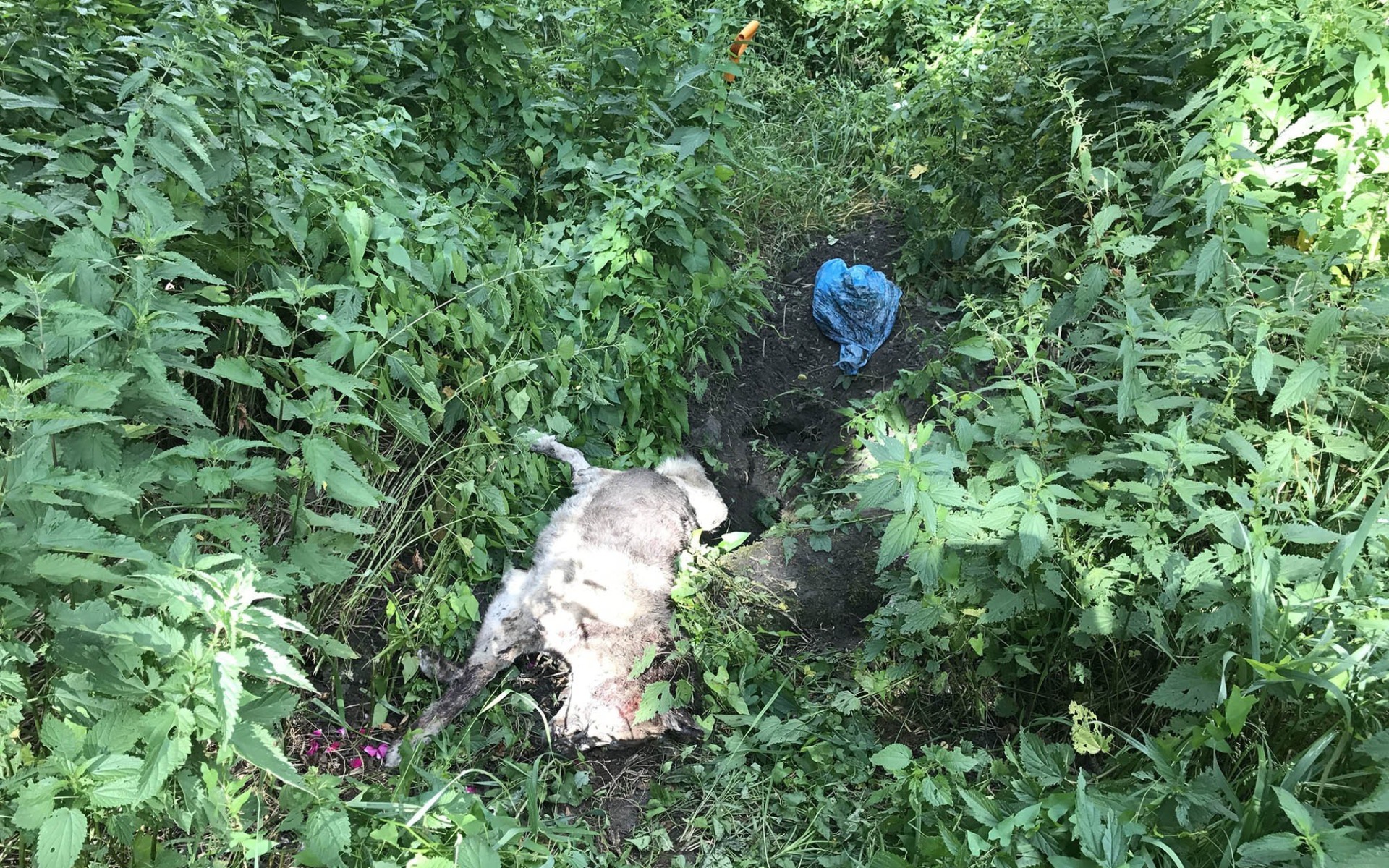 OŚWIĘCIM. Makabryczne zabójstwo psa