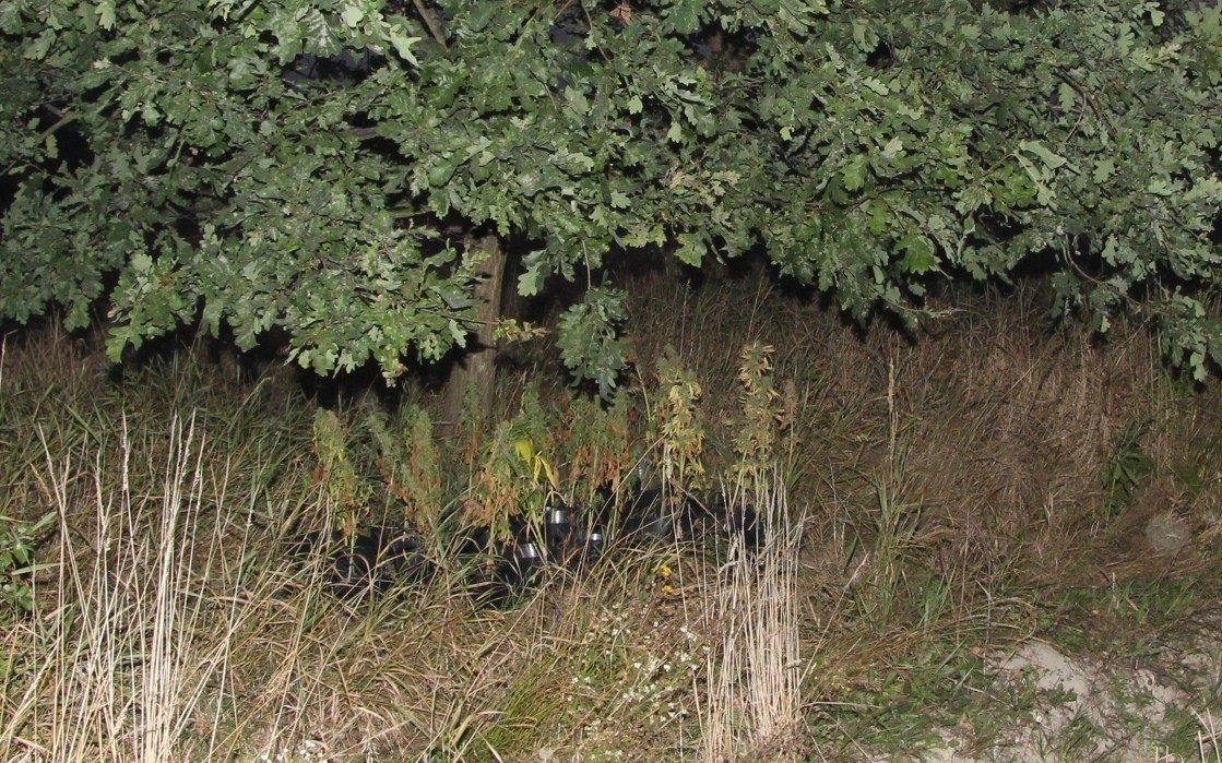 CHEŁMEK. Polna uprawa marihuany warta 70 tys zł