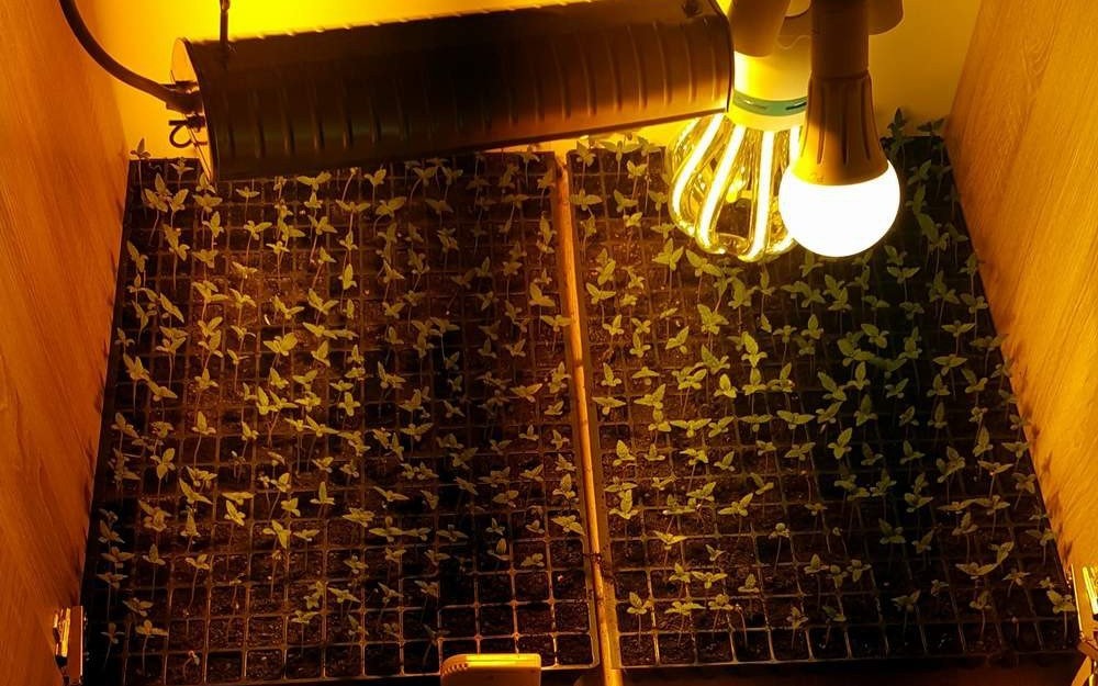 POWIAT. 100 sadzonek konopi indyjskich