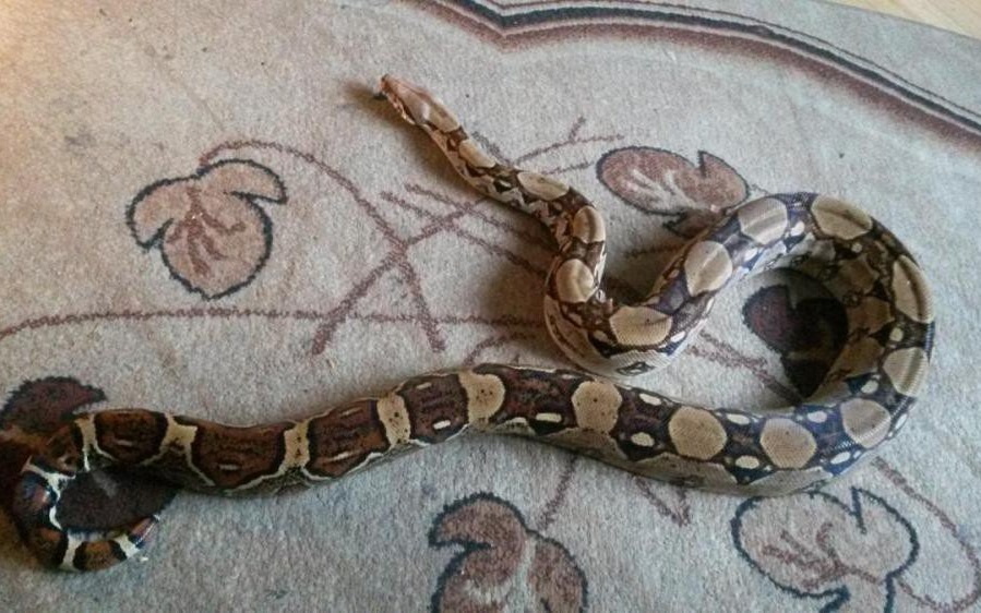 WILCZKOWICE. Z terrarium uciekł wąż boa