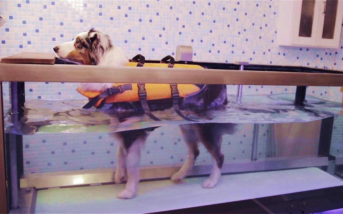 OŚWIĘCIM. Przychodzi pies do Zoofizjoterapeuty