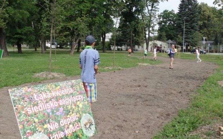 OŚWIĘCIM. Powstanie kwiatowa łąka dla owadów