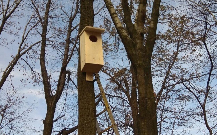 KĘTY. Nowe domy dla sowiej rodziny