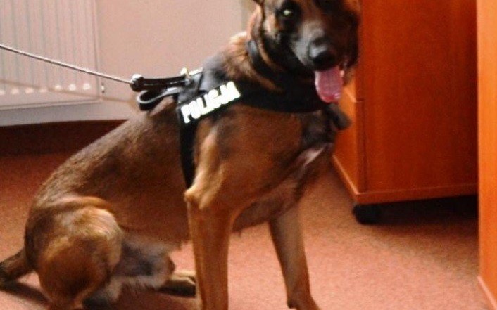 BRZESZCZE. Pomogli zagubionemu, staremu psu