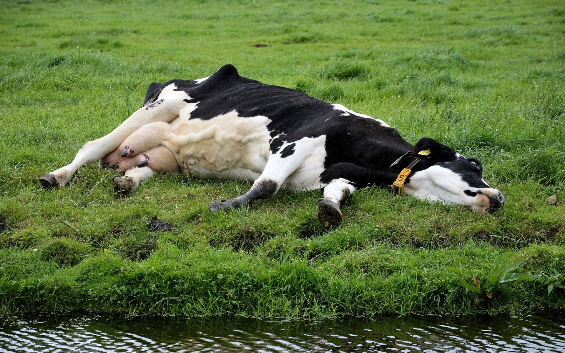 POWIAT. Gdzie jest mięso z chorych krów?