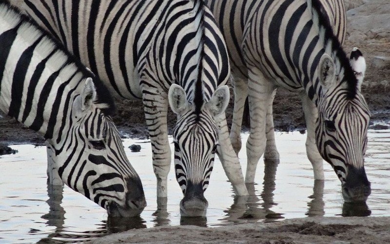 OŚWIĘCIM. 7000 km dzikiej afrykańskiej przygody