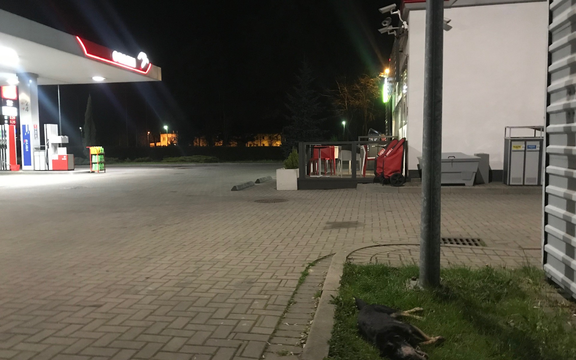 OŚWIĘCIM. Potrącony pies musi poczekać, teraz są święta