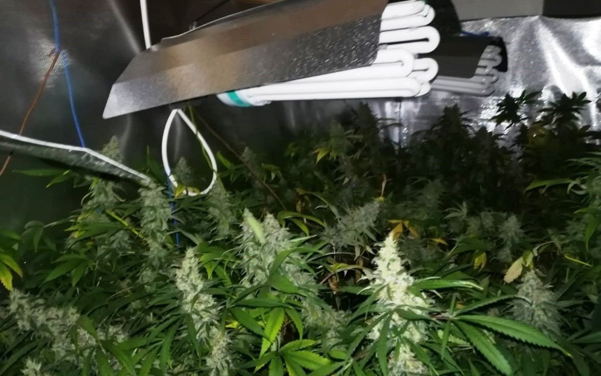 POWIAT. Ponad 3 tysiące porcji marihuany