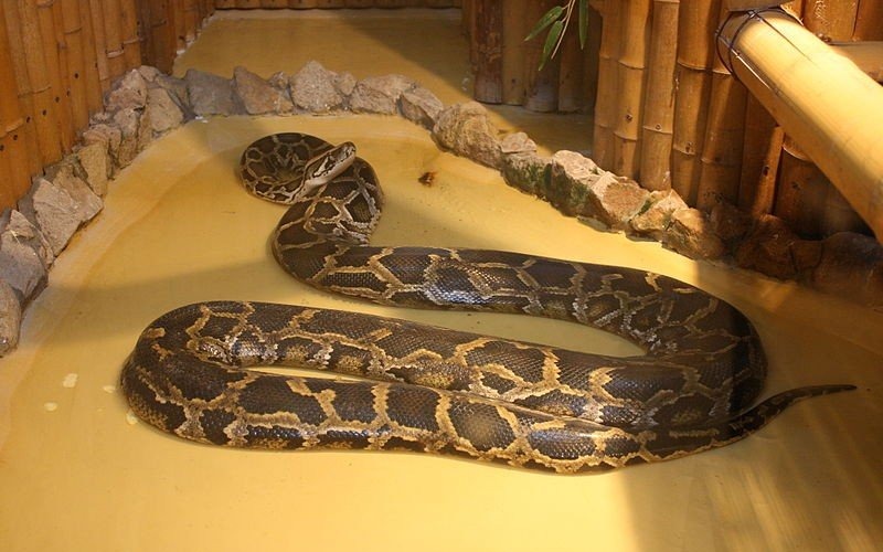 OŚWIĘCIM. W łóżku czekał na niego pyton tygrysi