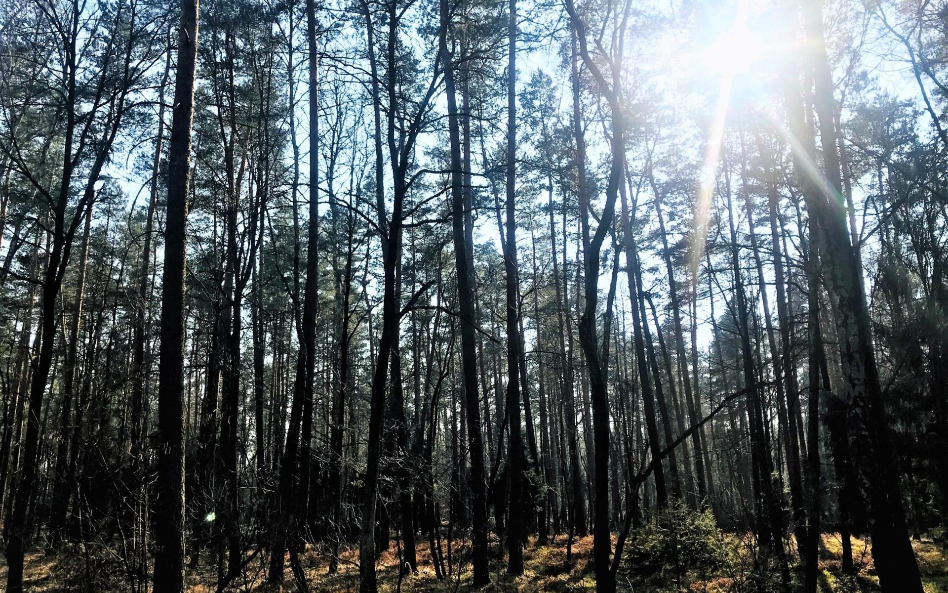 KRAJ. Zakaz wstępu do lasu będzie zdjęty