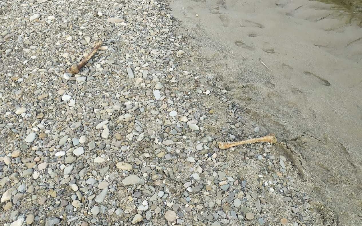 OŚWIĘCIM. Ludzkie kości w rzece Sole