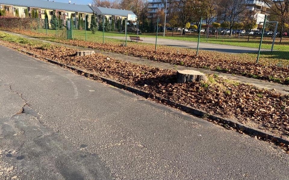 OŚWIĘCIM. Czy można prowadzić miejskie inwestycje bez rzezi na drzewostanie?   