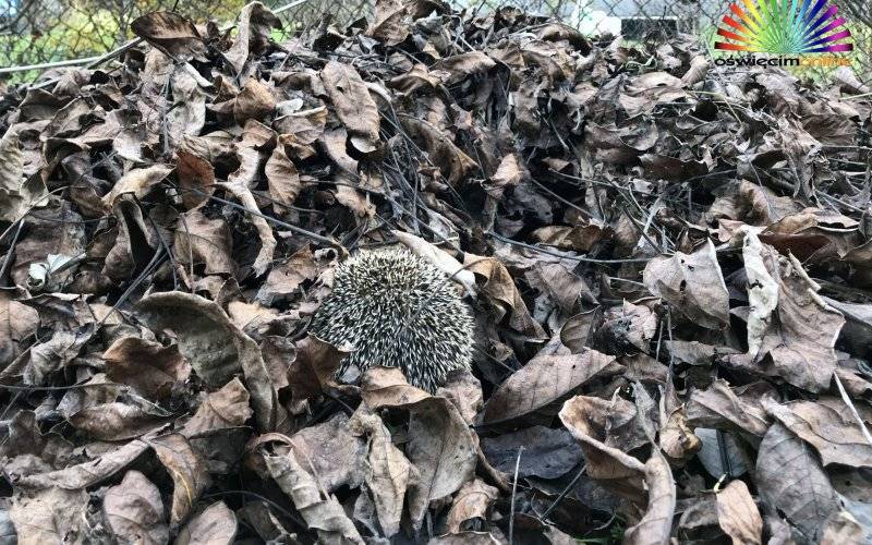 OŚWIĘCIM. Jesienią jeże szukają miejsca do zimowania
