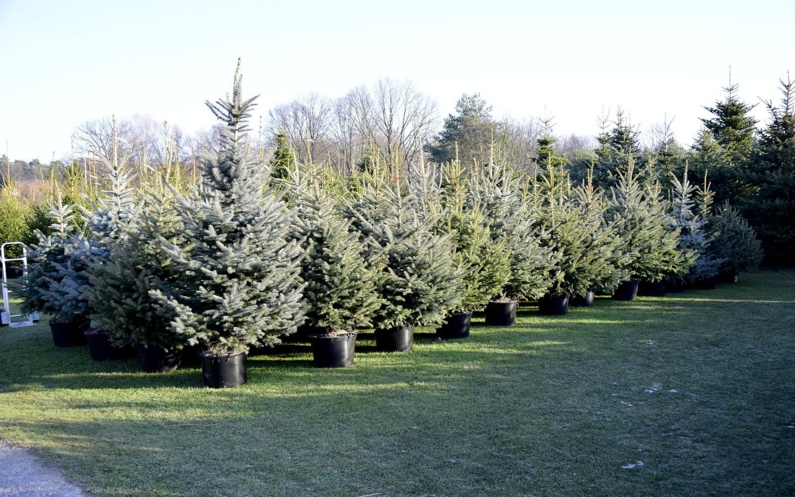 JANKOWICE. Plantacja choinek światecznych